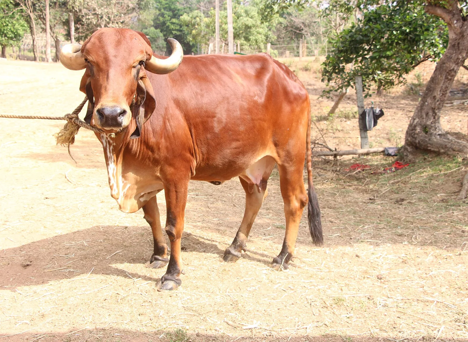 A native Gir cow at the Goshala